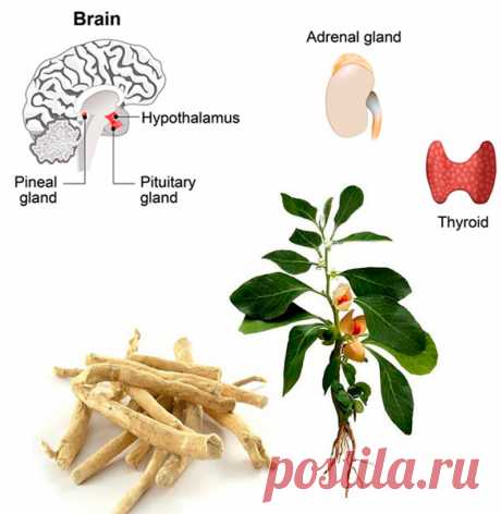 Бесценный адаптоген для надпочечников, мозга и щитовидной железы. Ашваганда Трава ашваганда является сильным адаптогеном. Ее использовали с древних времен для лечения и профилактики различных заболеваний. Ашваганда оказывает необычайно позитивный эффект на следующие системы организма: иммунную, неврологическую, эндокринную, репродуктивную.