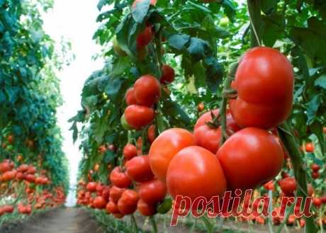 Выбираем самые урожайные сорта томатов на 2020 год В условиях нашего холодного климата помидоры выращивают как однолетнее растение, в то время как в ...