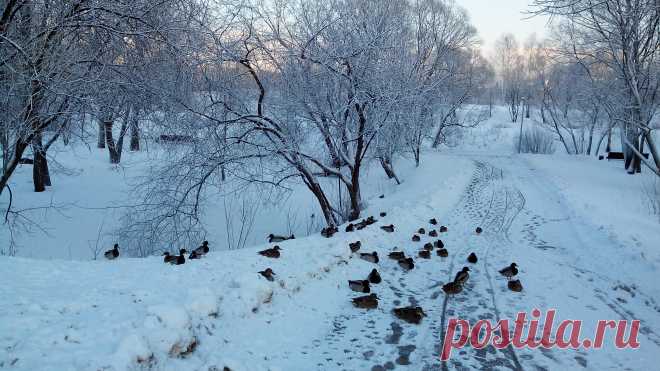 Утки,которые обитают на пройме реки Яузы.