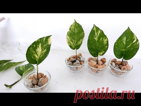 Creative Single-Leaf Money Plants on Vertical Wood Panel for Bedroom or Living Room Wall Decor - YouTube