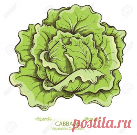 салат з капусти та кукурудзи ВЕКТОР - Пошук Google