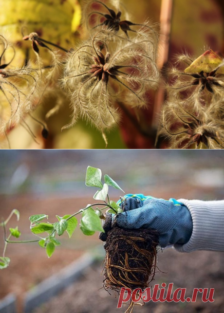 Клематис из семян: особенности выращивания и ухода в домашних условиях