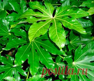 Фатсия - одиночное декоративное растение