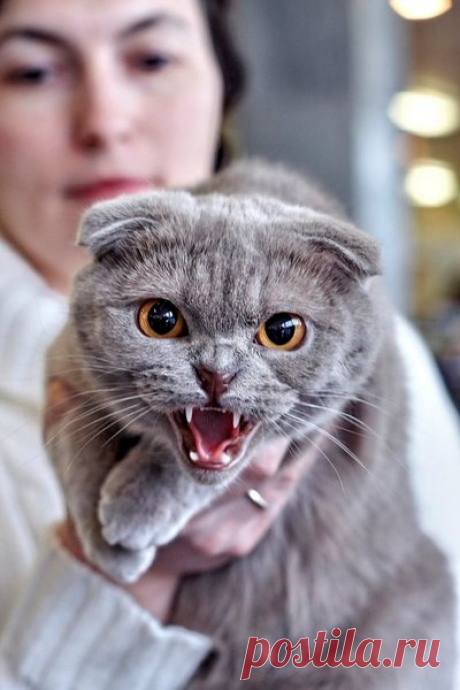 5 причин, почему кошка может обидеться на вас | Yes, planet! | Яндекс Дзен