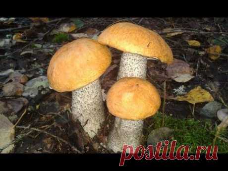 Серия видео роликов про грибы растущие в средней полосе России - Подосиновики. Грибы - YouTube