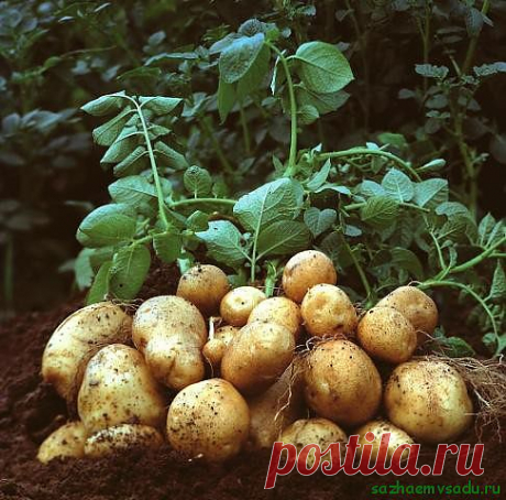 Картофельный опыт: с миру по нитке | Азбука садовода