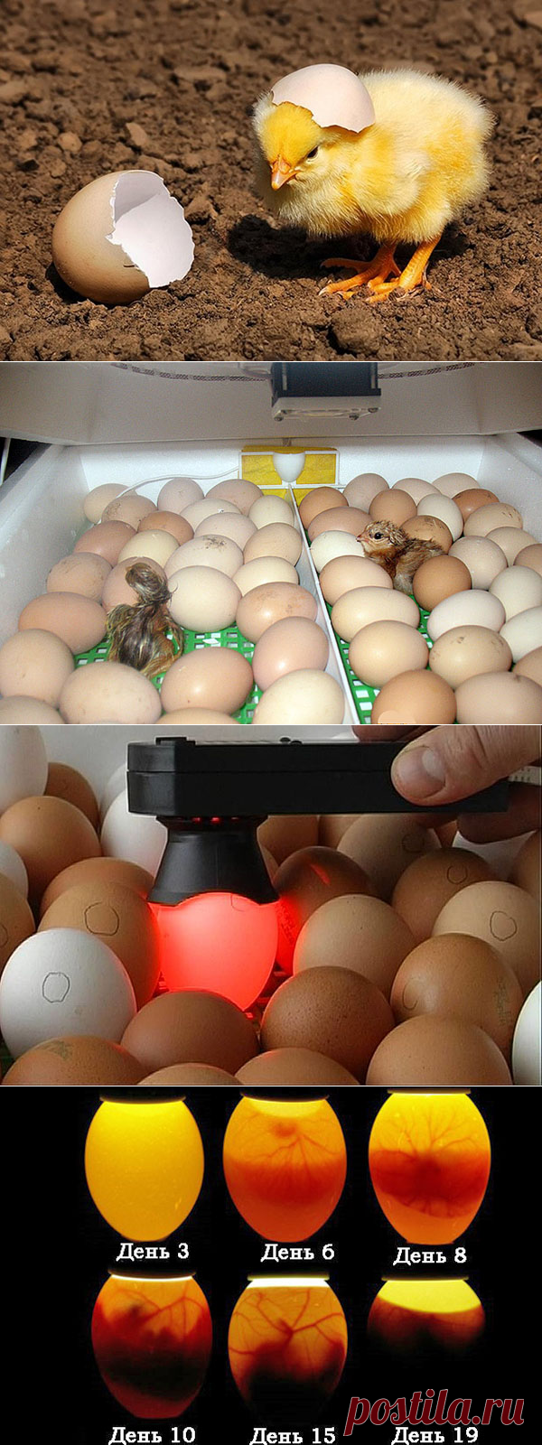 На какой день в яйце цыпленка. Овоскопирование мускусной утки. Инкубация перепелов овоскопирование. Овоскопирование яиц бройлеров. Овоскопирование яиц мускусной утки.