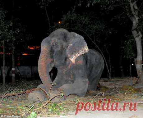 Спасение слона, проведшего 50 лет в неволе, который плакал от счастья • НОВОСТИ В ФОТОГРАФИЯХ