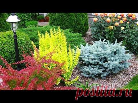 БАРБАРИС - КАКОВ ОН? / КОМПОЗИЦИИ С БАРБАРИСАМИ В ДИЗАЙНЕ САДА / barberry in garden design 🤗