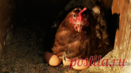 Достаю яйца, на которых сидит курица | Хозяйство Воронова | Яндекс Дзен