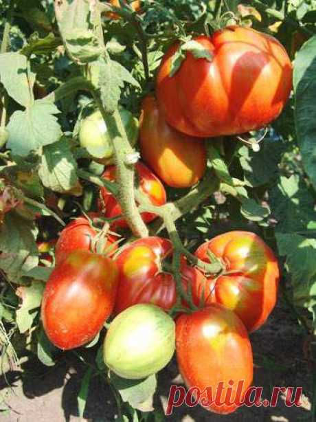 Защитим томаты от болезней и вредителей » Интернет-газета Кумушка.com