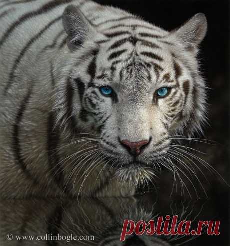 Into the Light - White Tiger Painting, Hand Signed Tiger Art Print by Collin Bogle – Collin Bogle Nature Art