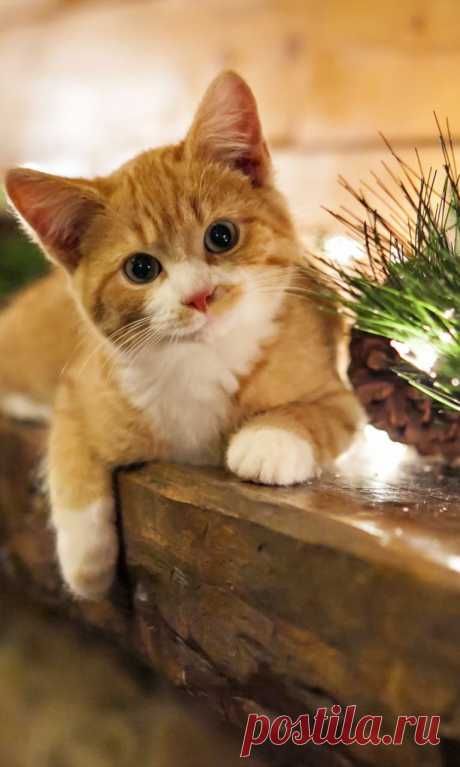 Cute Kitten - Fondos de pantalla gratis para 768x1280