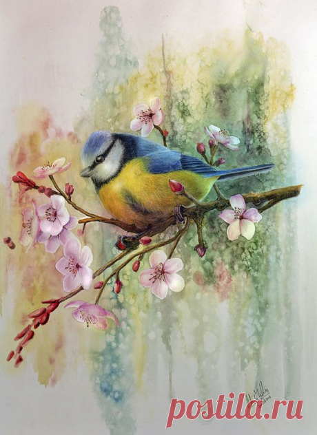 Blue Tit and Plum Blossoms Art Print by John F Willis