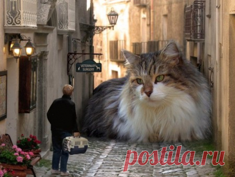Giant Cat - Cats &amp; Animals Background Wallpapers on Desktop Nexus (Image 364227)