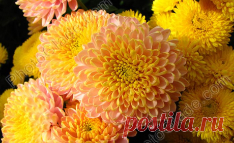 Фото &quot;Гроздь золотисто-розовых хризантем.&quot; :: PhotoGlade - фото цветов: хризантем, роз, тюльпанов