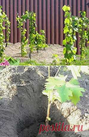 Как правильно посадить виноград - советы, рекомендации