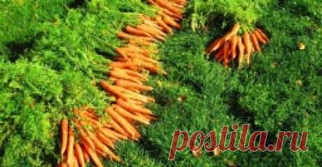 Рецепт подкормки, после которой морковь быстро идет в рост - Садоводка
