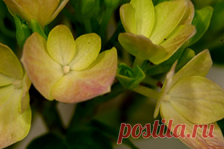 IMG_7542 hortensia | mariluz picado garrido | Flickr