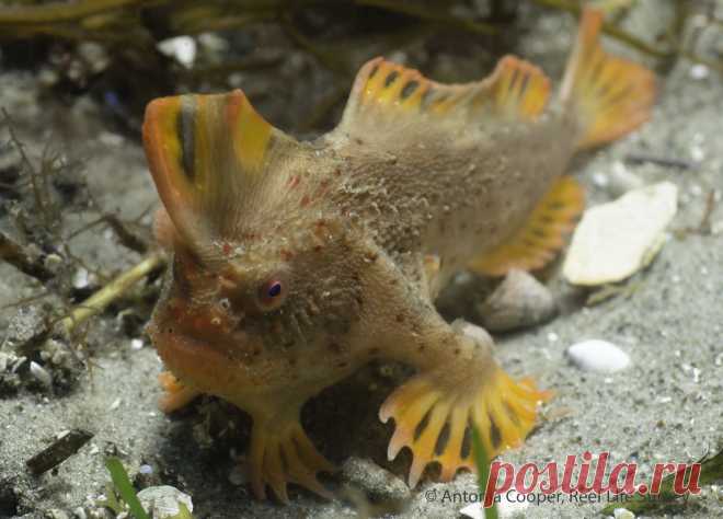 Новая популяция самой редкой в мире рыбы обнаружена у берегов Тасмании — National Geographic Россия