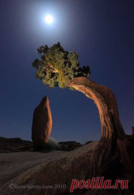 surreal Joshua Tree National Park | Picture