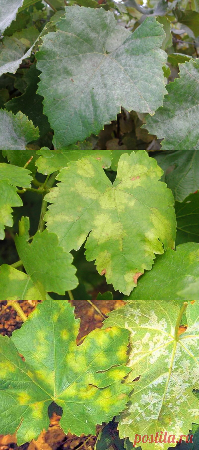 Vineyard Brands