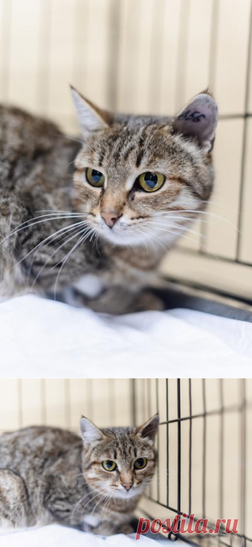 Спокойная и ласковая Анфиса ищет дом – Животные ищут дом, пользователь Ольга PPR | Группы Мой Мир