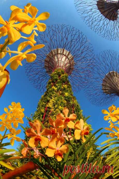 Футуристические сады Сингапура | МУЗА НАШЕГО ДВОРА