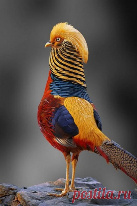 Golden Pheasant ~ in China people think of golden pheasant as a sign of good luck, best fate and prosperity.