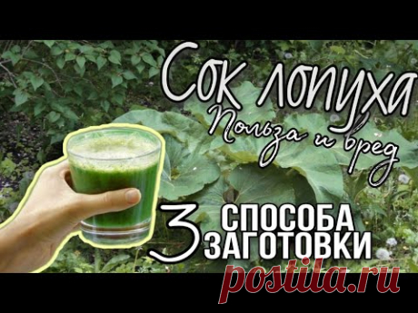 Сок лопуха - польза и вред. Как принимать, как приготовить и как хранить. Майский женьшень.