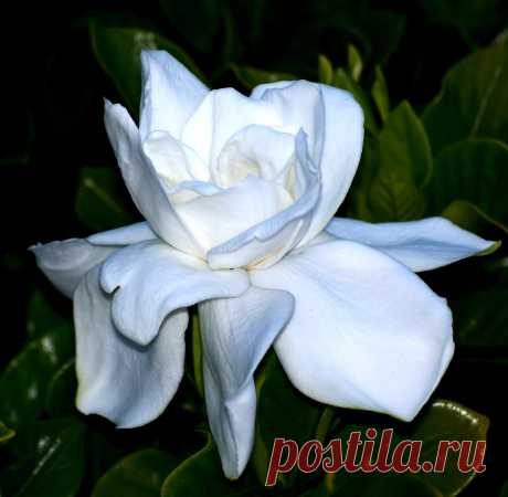 Gardenia   "Aimee Yoshiba" Gardenia   "Aimee Yoshiba"  Ahhhh.... how beautiful in the warm twilight as the magnificent perfume wafts around the front door.