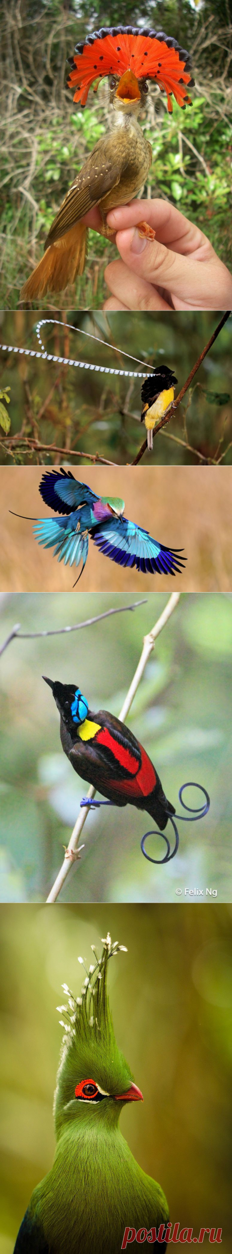 Экзотические птицы невиданной красы | Уши, лапы, хвост