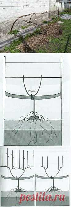 Формировка укрывного винограда | Дача - впрок