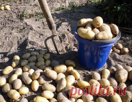 Что влияет на созревание картофеля. Как правильно копать картошку