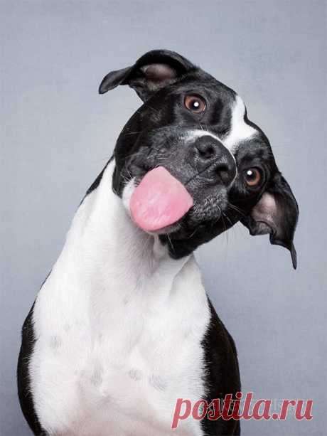 Экспрессивные портреты собак от фотографа Эльке Фогельзанг