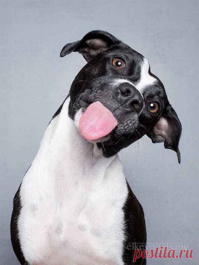 Экспрессивные портреты собак от фотографа Эльке Фогельзанг