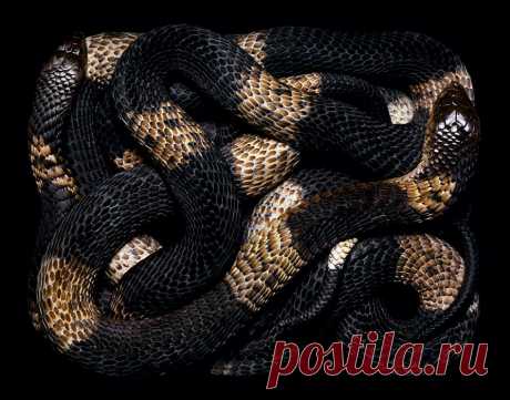 Ядовитые змеи: красивые до жути  - ПЛАНЕТА ТАЙН