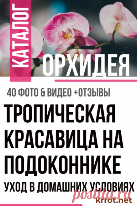 Орхидея: Описание, 12 Правил Ухода, Пересадка (Фото) +Отзывы