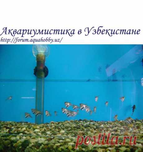 Ассортимент товара у Шухрата - Страница 2 - Янгиабад - Аквариумистика в Узбекистане