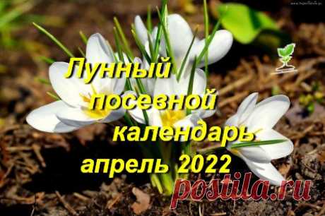 Лунный посевной календарь садоводов, огородников, цветоводов на апрель 2022 года (таблица), благоприятные дни | Дачный участок