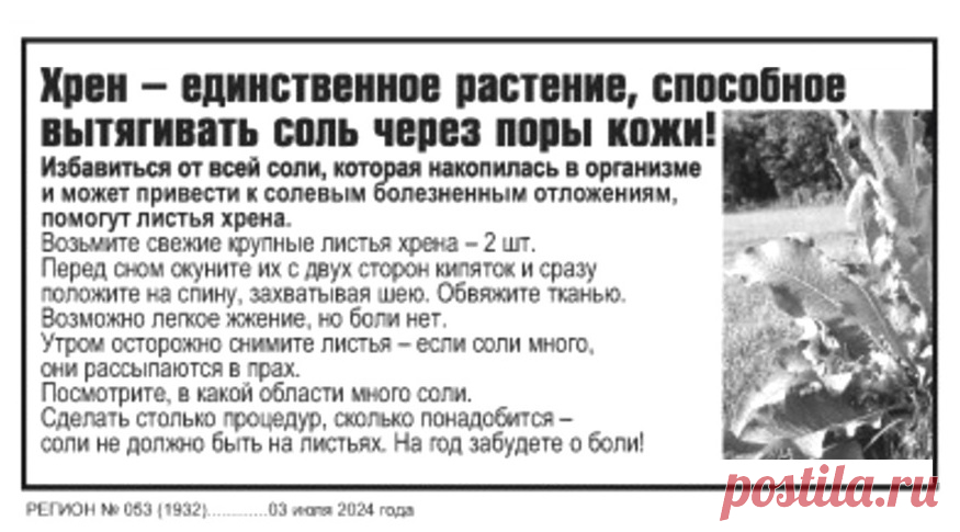 Хрен - единственное растение способное вытягивать соль через поры кожи