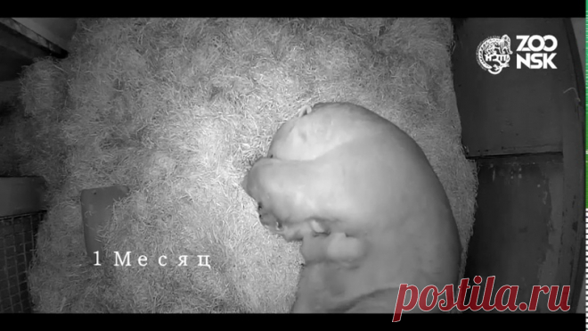 Рождение медвежат попало в объектив камеры наблюдения зоопарка

Новосибирский зоопарк имени Р.А.Шило опубликовал видео, на котором запечатлён момент появления на свет детёнышей медведицы Герды. «Это замечательное событие произошло 11 декабря 2018 года. В природе белые медведицы незадолго перед родами прячутся в берлогу и остаются там на протяжении нескольких месяцев и обходятся без корма.
Показать полностью…