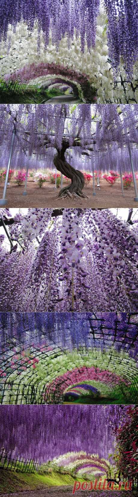 Тоннель глициний в японском саду цветов Кавати Фудзи (30 фото)