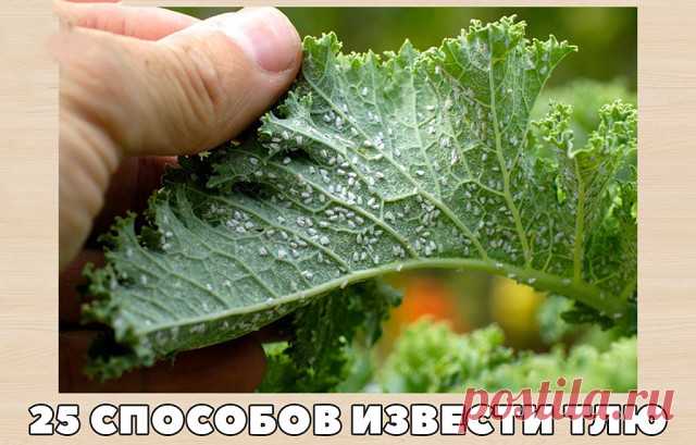 25 способов извести тлю

1. Водкой. Для обработки пойдет самая дешевая. Все, что нужно, так это налить ее в пульверизатор и опрыснуть растения.

2. Кока-колой. Использовать так же, как и водку.

3. Хозяйственным мылом: 200 г растворить в 10 л воды.

4. Нашатырем: 1 ст. ложку развести в 10 л воды.

5. Кальцинированной содой: 1 ст. ложку растворить в 1 л воды. Добавить 40 г хозяйственного мыла.

6. Золой: 200–300 г залить 5 л крутого кипятка, остудить, процедить, добавить 20...