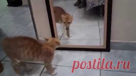 Вся Украина в одном видео Украина как этот кот перед зеркалом, всех пугает и обсирается от страха! :)