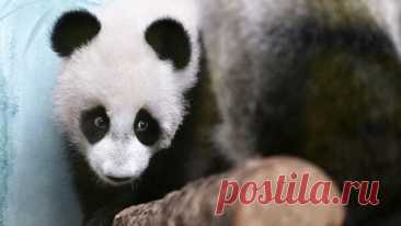 В Московском зоопарке панду Катюшу назвали счастливой и любопытной