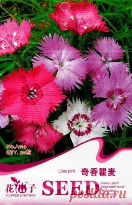 Original Package 50 Lilac Pink Seeds Dianthus Superbus Fringed Pink Flowers A114  | eBay Original Package 50 Lilac Pink Seeds Dianthus Superbus Fringed Pink Flowers A114 | Home & Garden, Yard, Garden & Outdoor Living, Plants, Seeds & Bulbs | eBay!