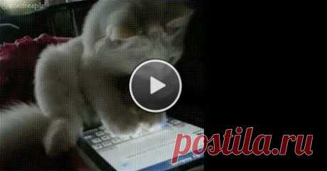 I Want To Play More I Want To Play More. Daily Funny Cat Gifs at funnycatsite.com