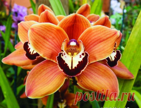 Орхидея «Цимбидиум»: фото, уход в домашних условиях Цветок Цимбидиум (лат. Cymbidium) относится к роду вечнозеленых эпифитов семейства Орхидные, который распространен в субтропиках Азии и Северной Австралии, его представители встречаются даже на высоте...