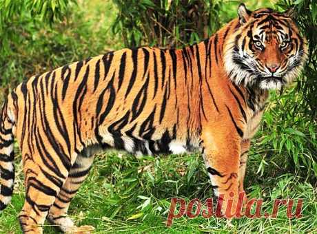 Tigers - Largest Cats, Beautiful Stripes, Like to Swim | Animal Pictures and Facts | FactZoo.com